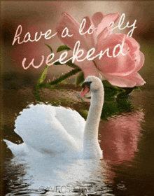 a picture of a swan with a pink rose and the words have a lovely weekend