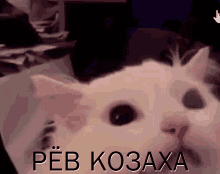 рёвкозаха GIF - рёвкозаха GIFs