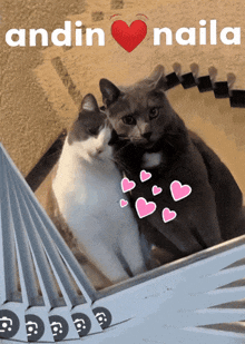 a couple of cats sitting next to each other with andin naila written on the bottom