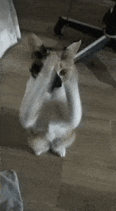 GIF
