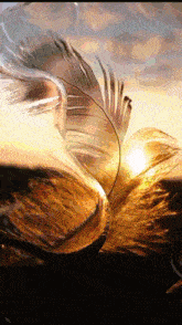 a close up of a feather against a sunset sky