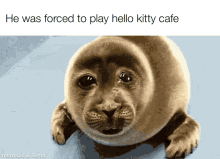 Hello Kitty Cafe Seal GIF - Hello Kitty Cafe Seal GIFs