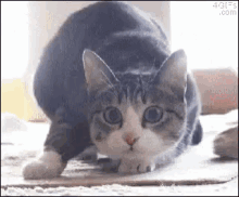 Cat Wiggle GIF