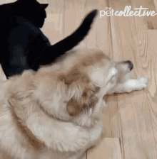 GIF