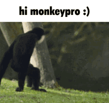 Hi Monkeypro Monkeypro GIF - Hi Monkeypro Monkeypro GIFs