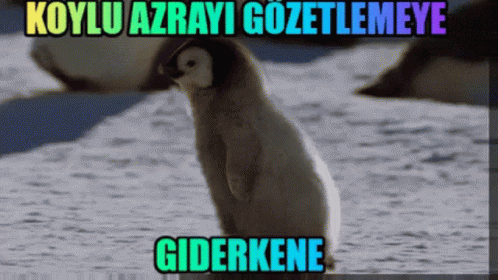 amı sulu porno gizli diki aya