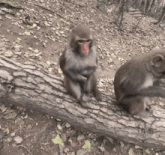 two monkeys are sitting on a tree trunk and one has a blue shirt on