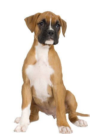 Boxer Dog Sticker - Boxer Dog Pet Stickers
