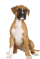 Boxer Dog Sticker - Boxer Dog Pet Stickers