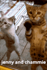 Chammie Cat GIF