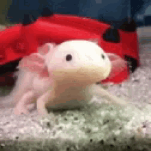 Slow Reaction GIF - Slow Reaction Axolotl GIFs