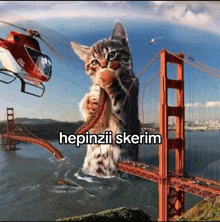 a cat is standing in front of a golden gate bridge with a helicopter in the background .