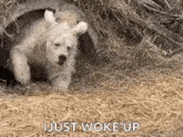 a polar bear cub is laying on the ground in a pile of hay .