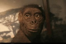 a close up of a stuffed monkey 's face with a blurred background .