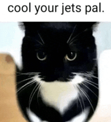 Cat Silly GIF - Cat Silly Goober GIFs