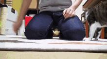 Crotch Slide GIF - Cat Play Chase GIFs