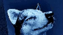 a close up of a cat 's head with a blue background