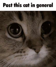 Post This Cat Cat GIF - Post This Cat Cat Meow GIFs