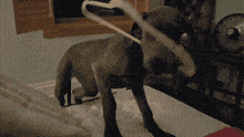 Great Dane Puppy GIF - Great Dane Puppy Going In Circles GIFs