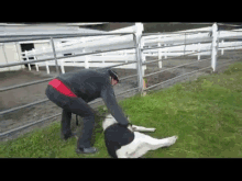 Right There GIF - Horse Mini Horse Belly GIFs