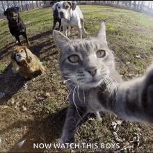 now watch this boys funny animals cats selfie cat