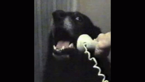 Phone Talking GIF - Phone Talking Dog - Discover & Share GIFs