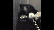Phone Talking GIF - Phone Talking Dog GIFs