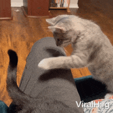 Trying To Catch The Tail Viralhog GIF - Trying To Catch The Tail Cat Viralhog GIFs