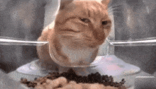 Dümbük Cat Dumbuk GIF - Dümbük Cat Dumbuk Cat GIFs