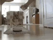 a person is feeding a dog in a living room