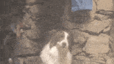 a brown and white dog stands in front of a stone wall
