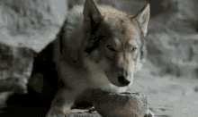alpha alpha film wolf drinking water bowl