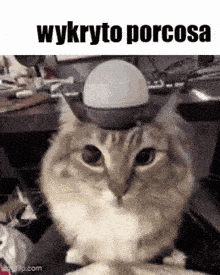 a cat wearing a cowboy hat is sitting on a table .
