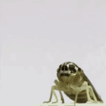 Bug Kick Flip GIF