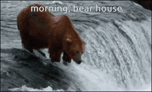 a brown bear is standing on a rock in the middle of a waterfall .