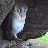 Snoozing Barn Owl GIF - Snoozing Barn Owl Robert E Fuller GIFs