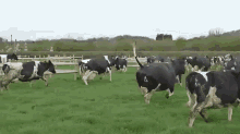   GIF - Cow Skip Sideways GIFs