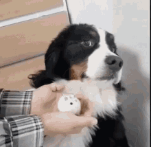 Nope Scared GIF - Nope Scared Dog GIFs
