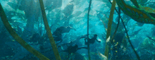 Avatar Kelp Forest GIF - Avatar Kelp Forest GIFs