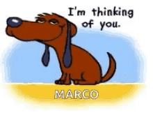 dog tail wag thinking of you marco