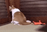 a cat is playing with a toy on a table next to a door .