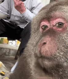 a close up of a monkey taking a selfie with a man sitting behind it