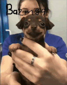 Bazinga Dog GIF - Bazinga Dog Very Nice GIFs