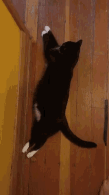 Cat Cat Spreading GIF - Cat Cat Spreading Comfy GIFs