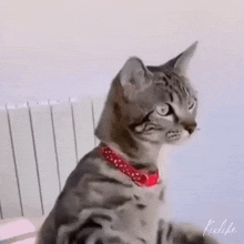 GIF
