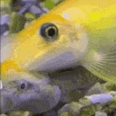 Fish Kiss GIF