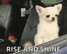 a small white dog is looking out of a car window with the words rise and shine above it .
