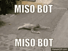 Miso Bot Bot GIF - Miso Bot Bot Discord Bot GIFs