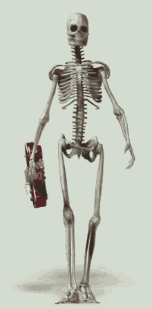 Walking Skeleton GIF - Walking Skeleton GIFs