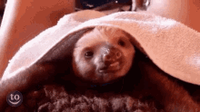 Perezoso Que Descanses GIF - Sloth Tired Sleep GIFs